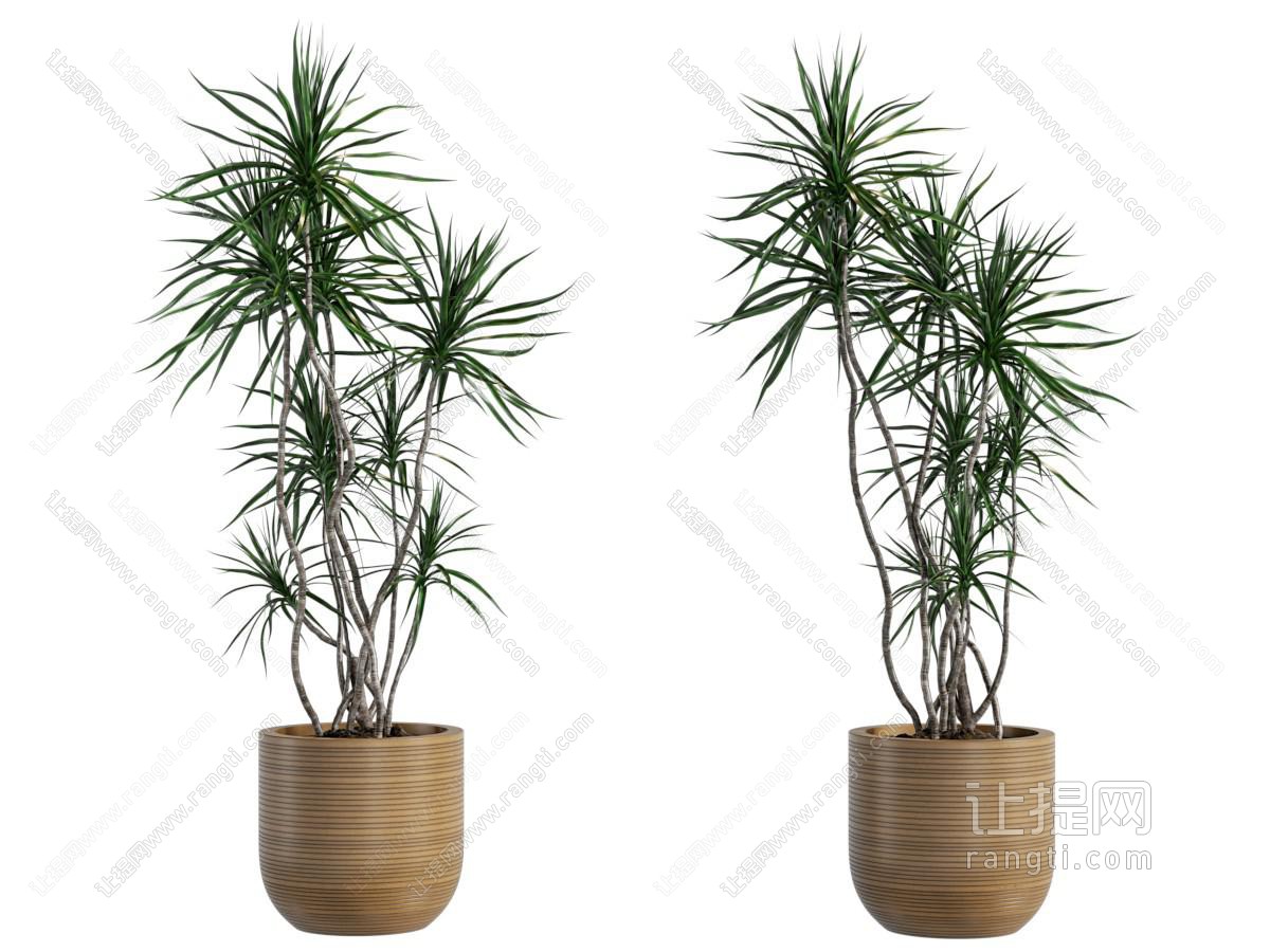 现代花盆盆景盆栽植物
