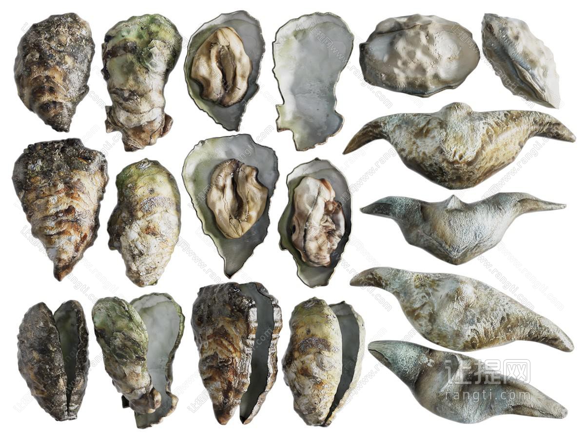 现代贝壳 牡蛎 海洋生物