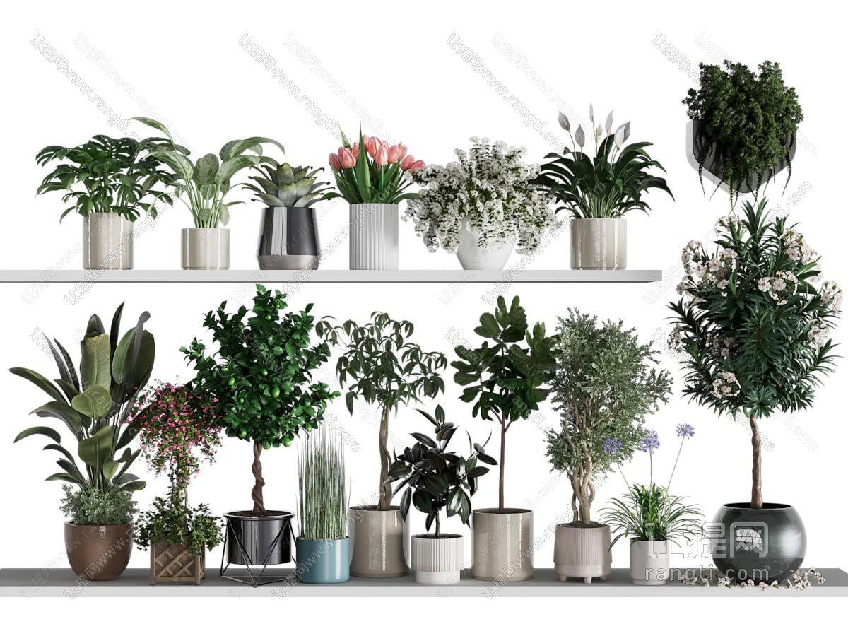 现代花盆盆景盆栽植物