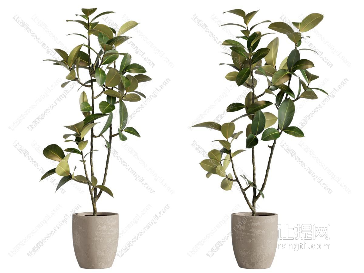 现代花盆盆景盆栽植物