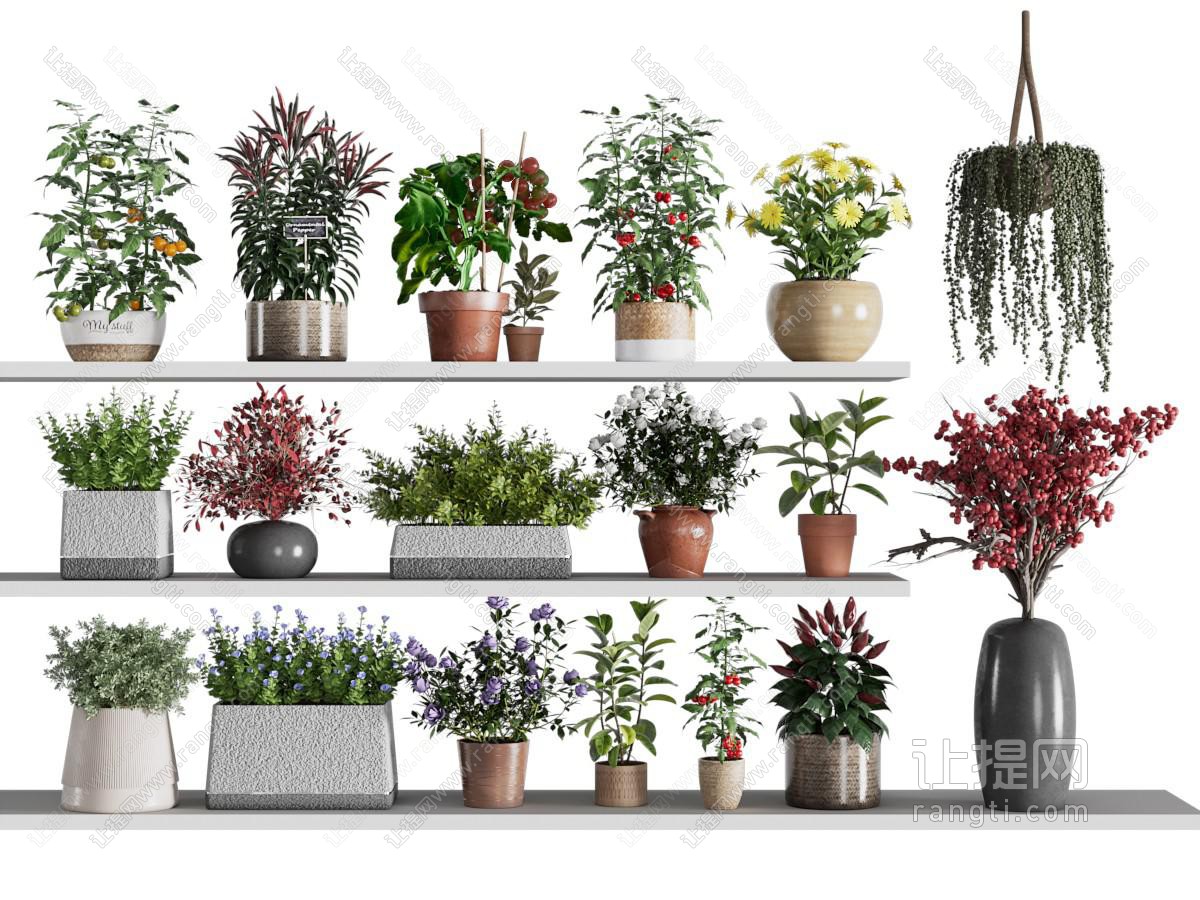 现代花盆盆景盆栽植物