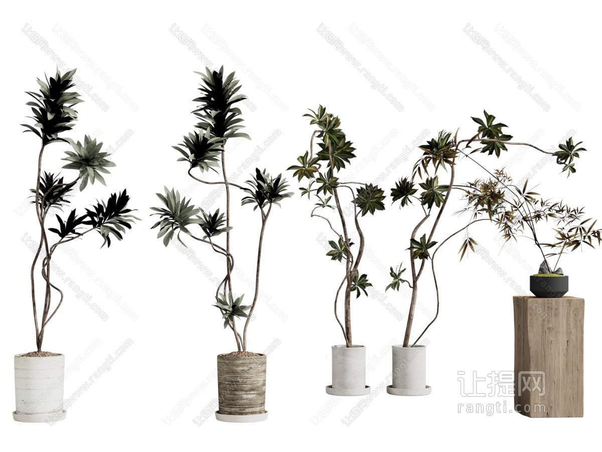 现代花盆盆景盆栽植物