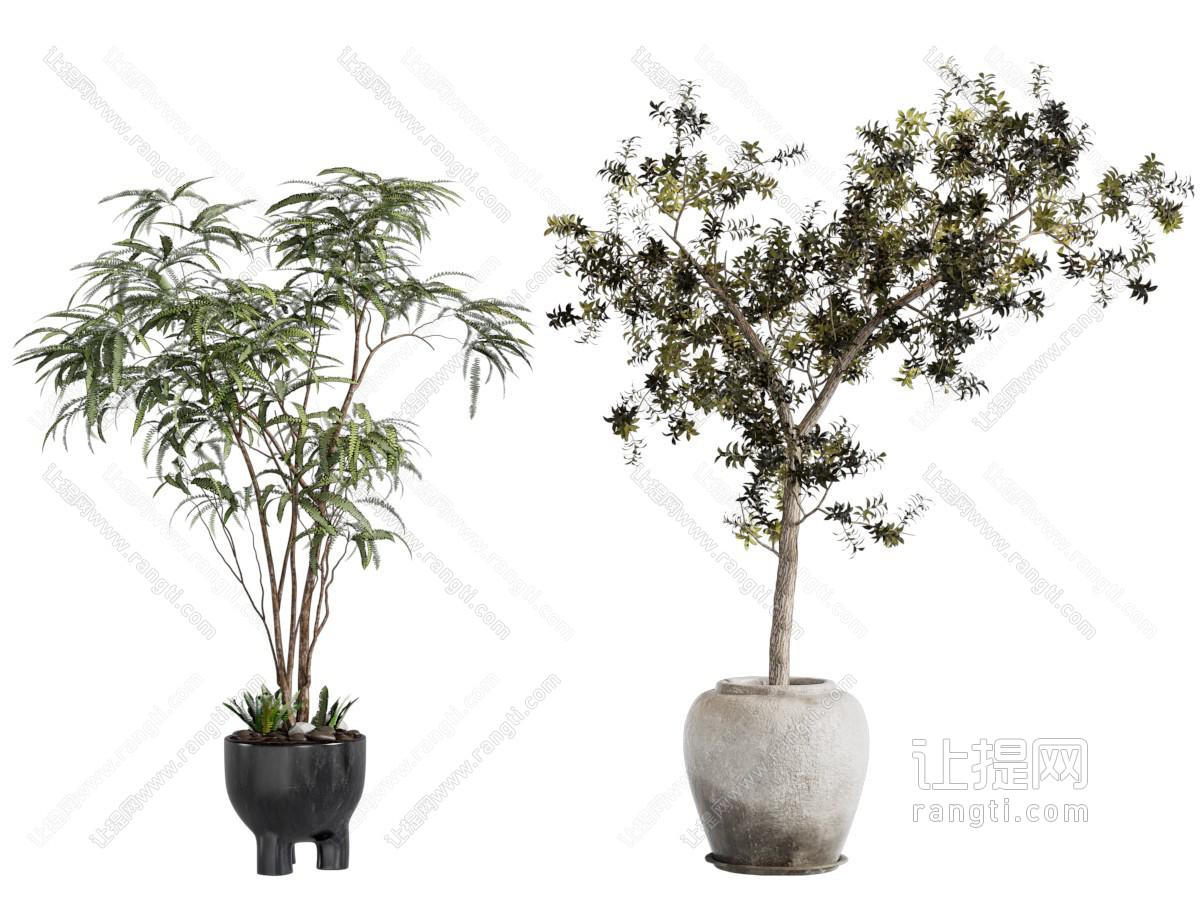 现代花盆盆景盆栽植物