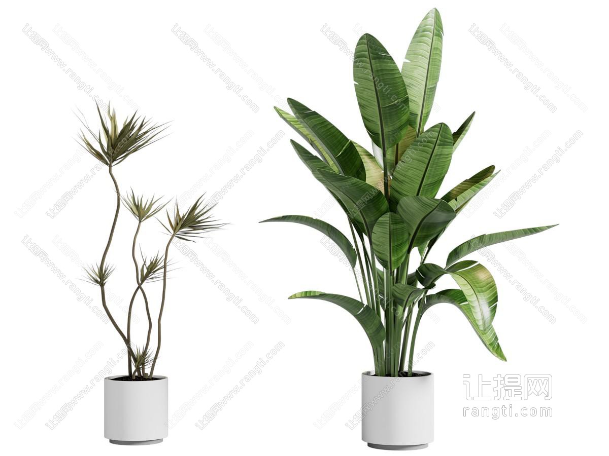 现代花盆盆景盆栽植物