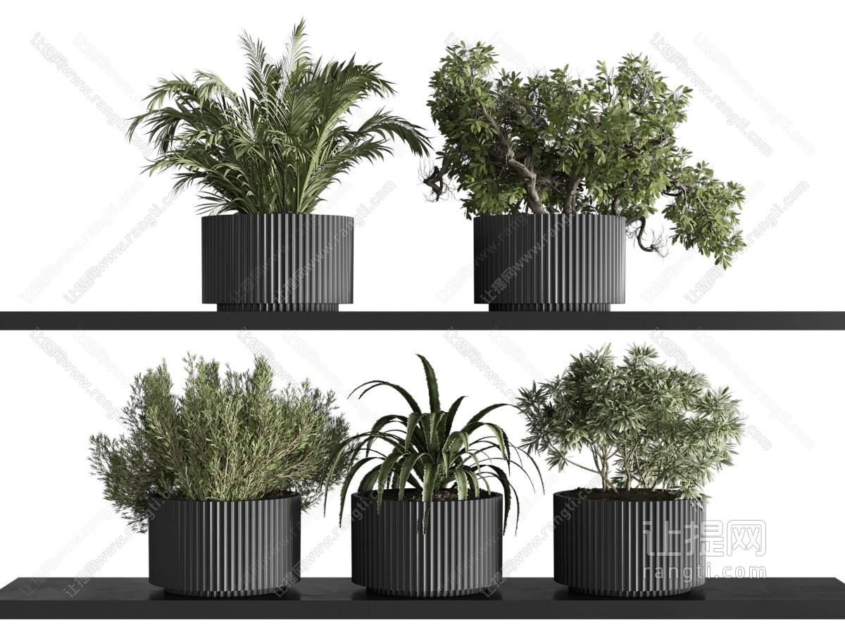 现代花盆盆景盆栽植物