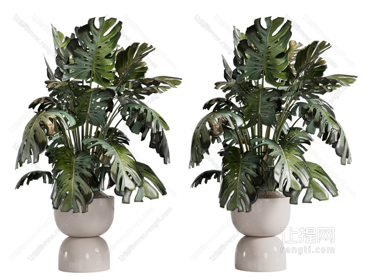 现代花盆盆景盆栽植物