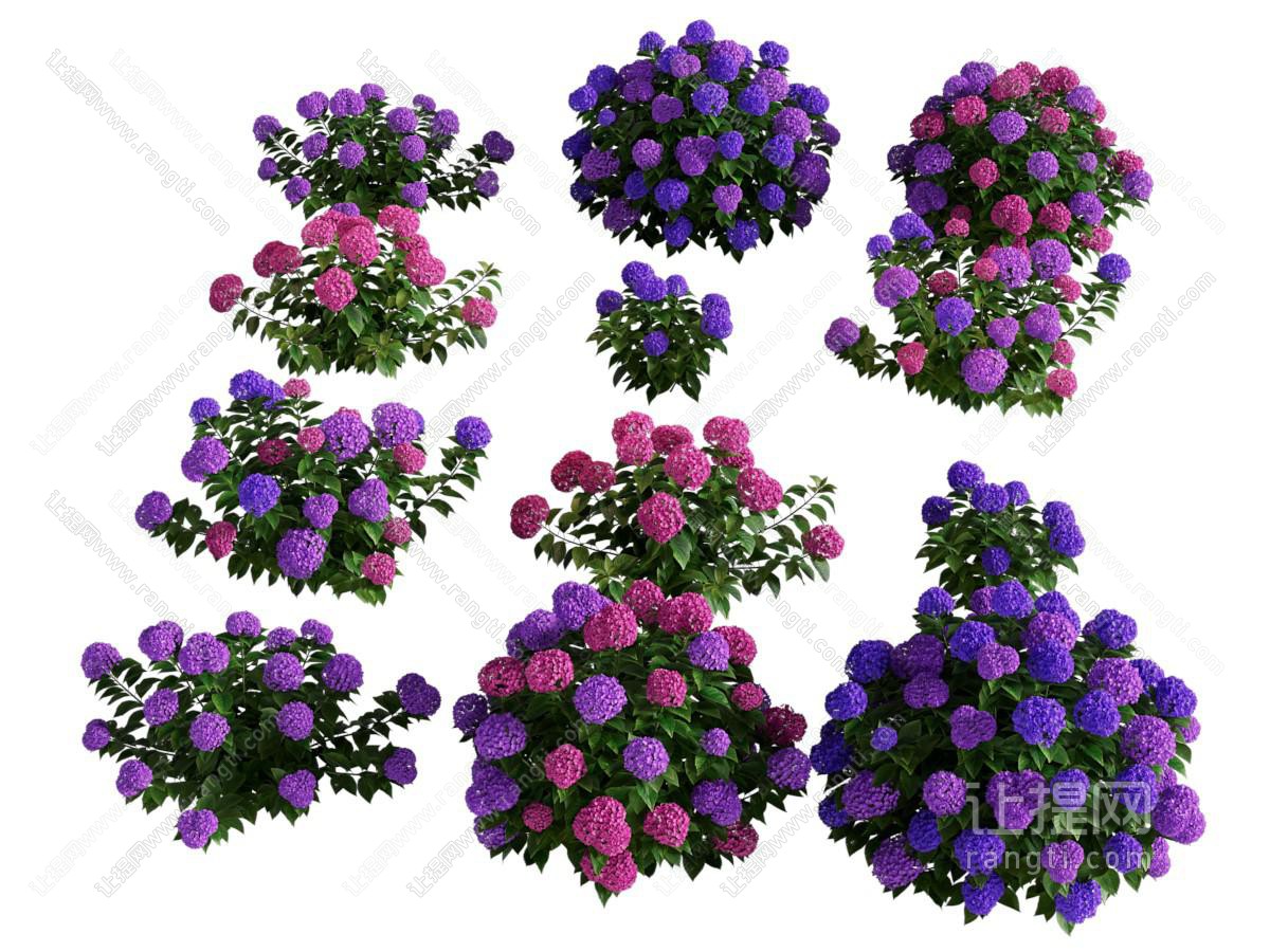 现代绣球花花卉花草植物