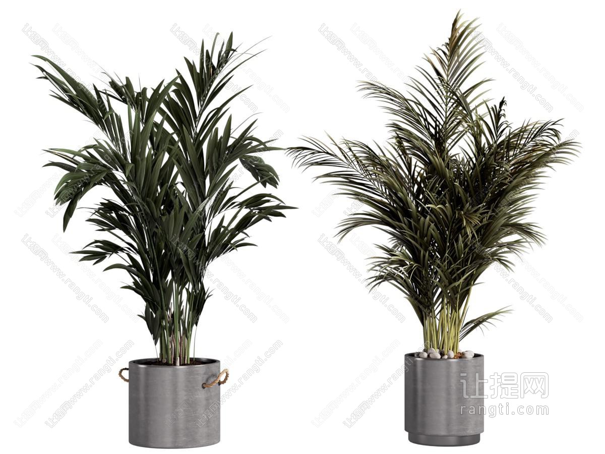 现代水泥花盆 铁树盆景盆栽植物