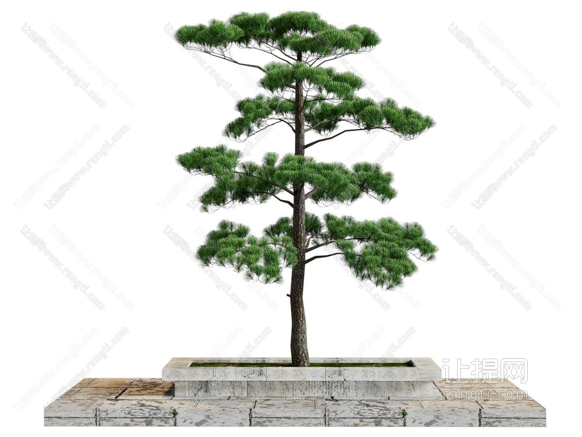 新中式花坛花池松树 景观树木