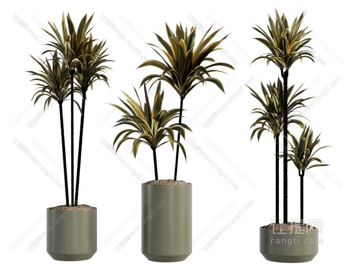 现代花盆盆景盆栽植物