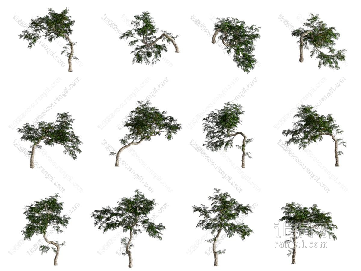 现代树木 灌木植物