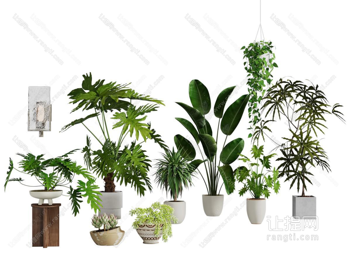 现代花盆盆景盆栽植物