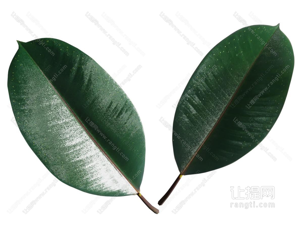 现代橡皮树树叶