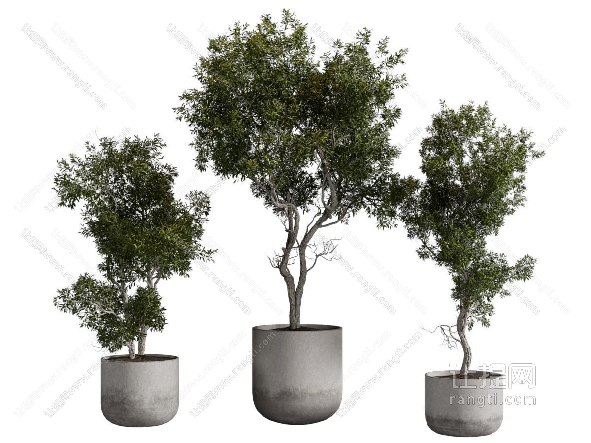 现代水泥花盆 树木盆景盆栽植物