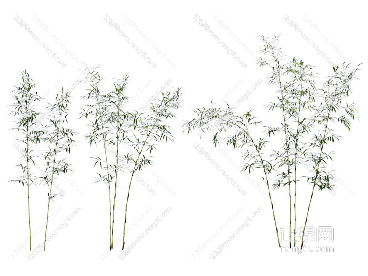 现代竹子植物
