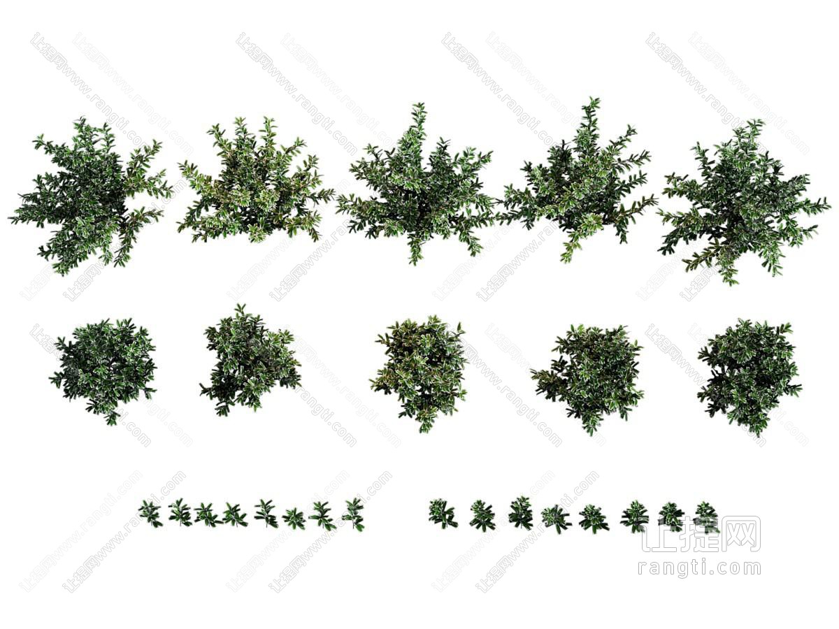 现代灌木 花草植物