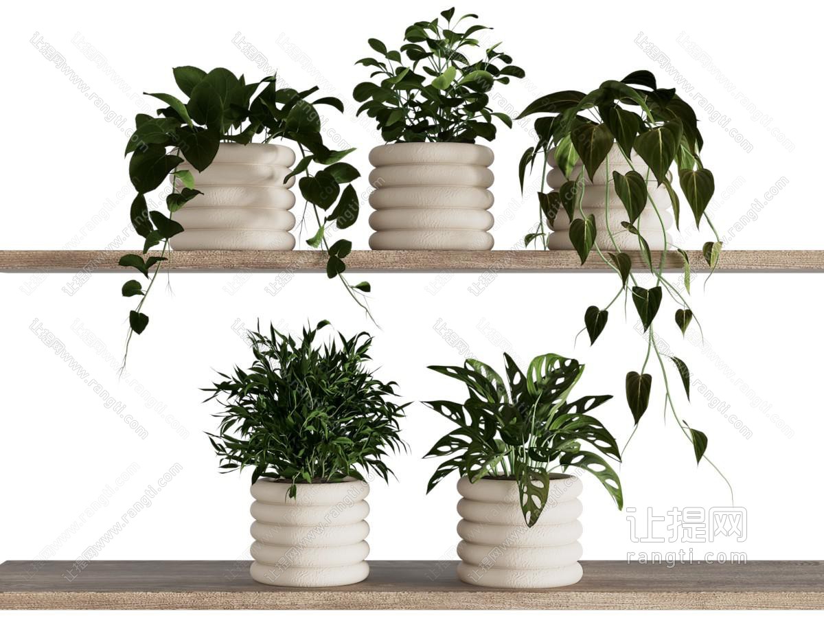现代花盆盆景盆栽植物