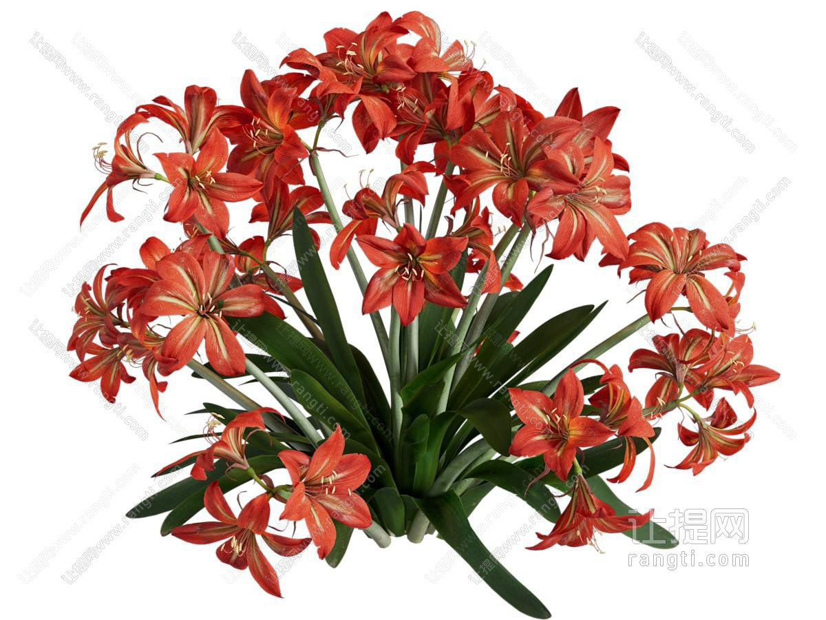 现代朱顶红 华胃兰 红花莲 花卉花草植物