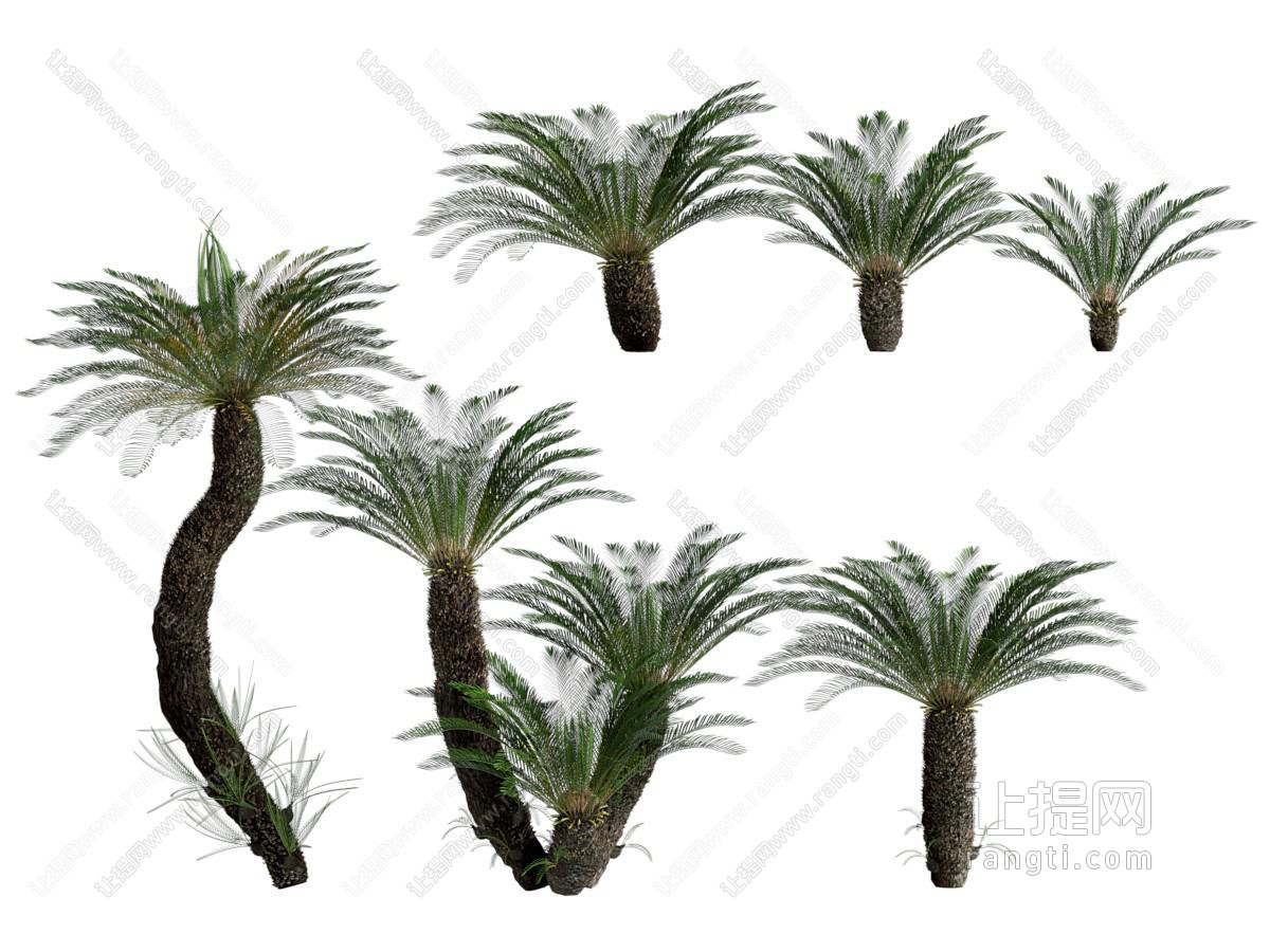 现代铁树 花草植物