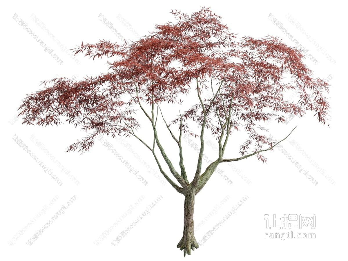 现代枫树