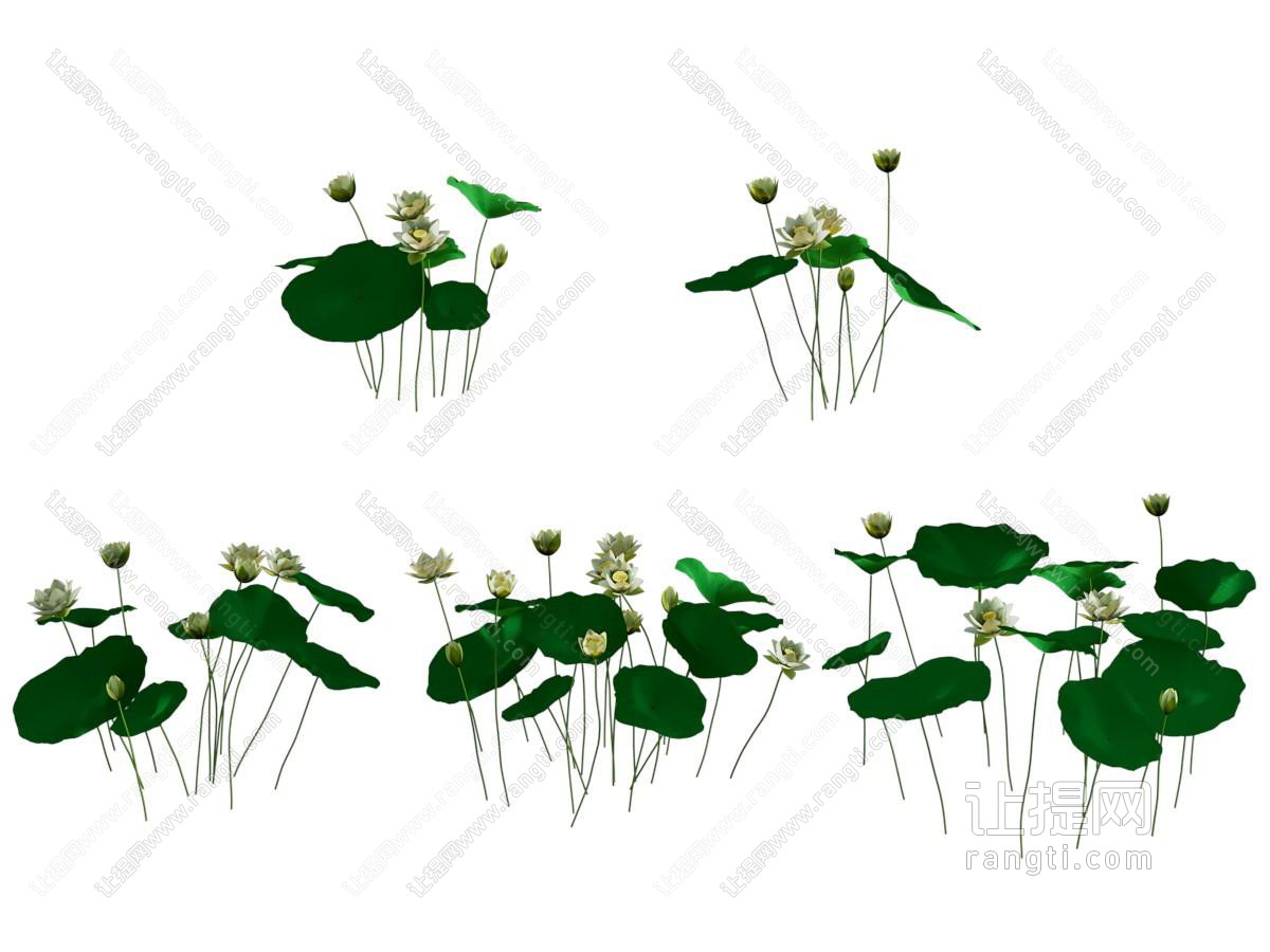 现代荷花 荷叶 水生花草植物