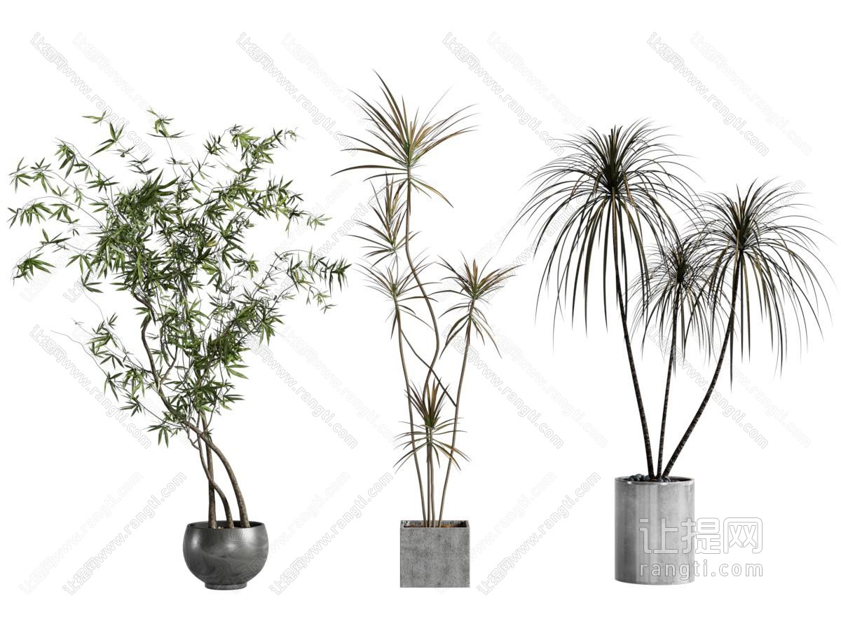 现代花盆盆景盆栽植物