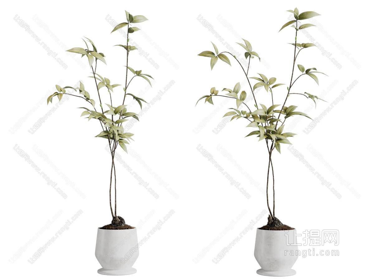 现代花盆盆景盆栽植物