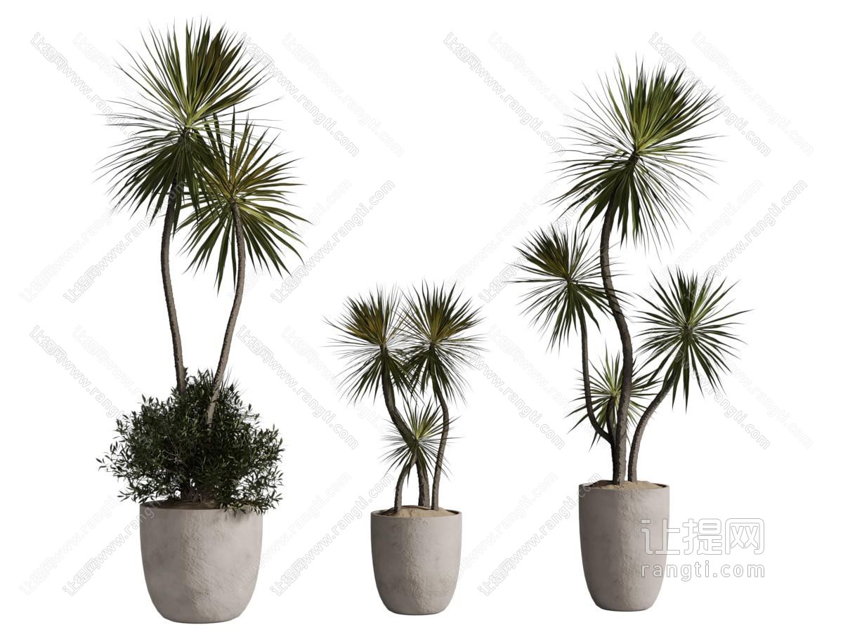 现代花盆盆景盆栽植物