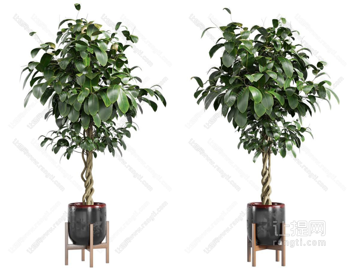 现代花盆盆景盆栽植物