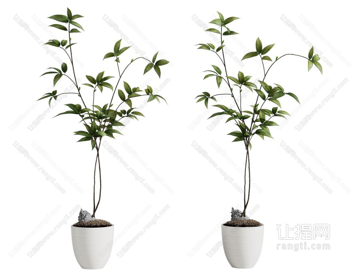 现代花盆盆景盆栽植物