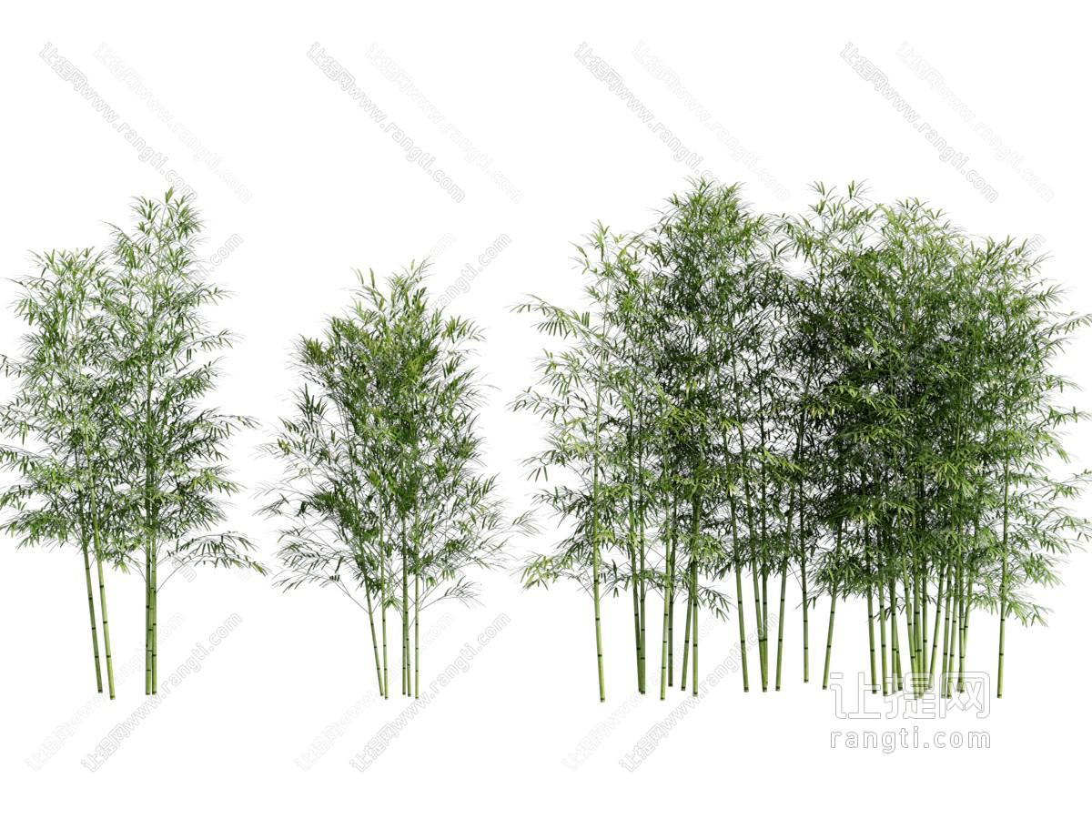 现代竹子植物