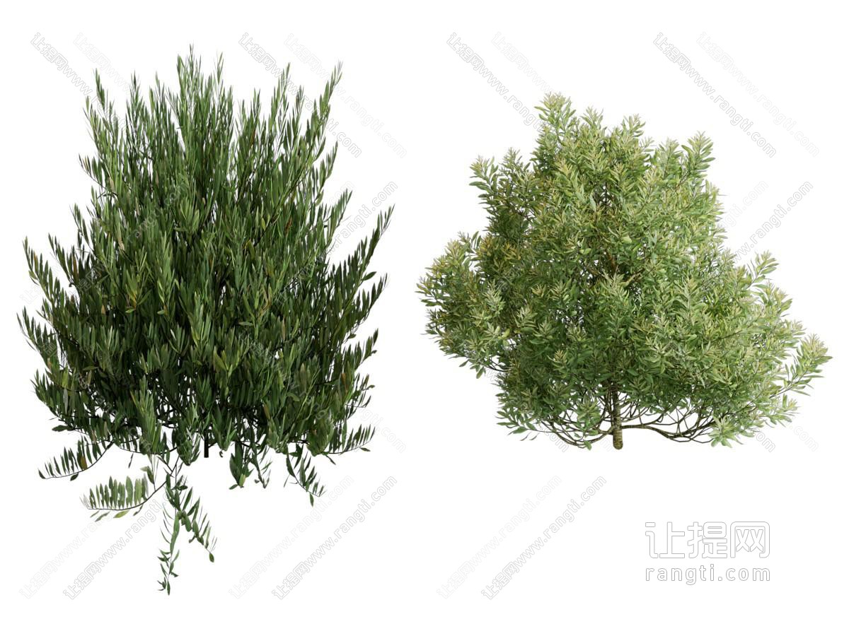 现代花草植物
