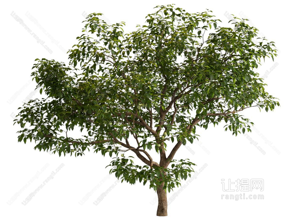 现代景观树木