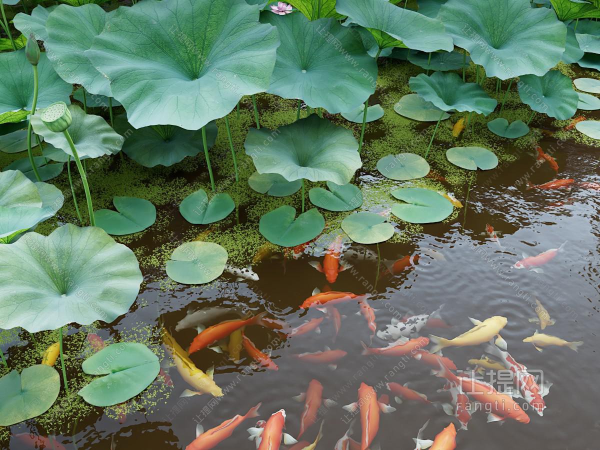 现代锦鲤荷花池塘