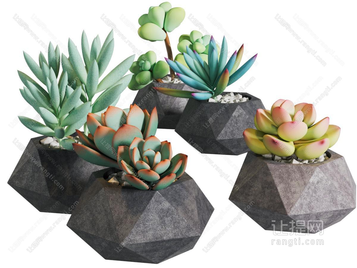 现代多肉植物盆景盆栽