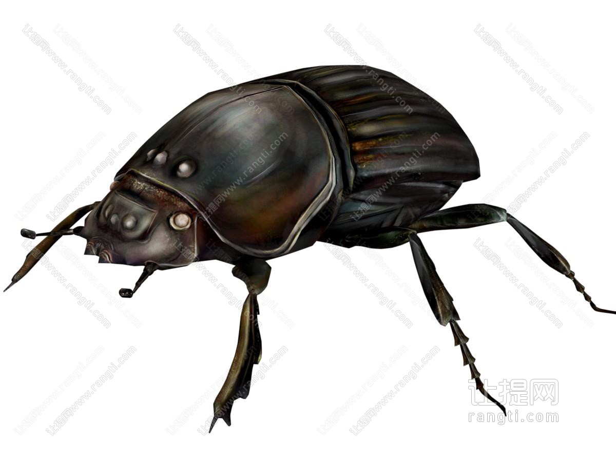 现代甲壳虫 昆虫 爬行动物