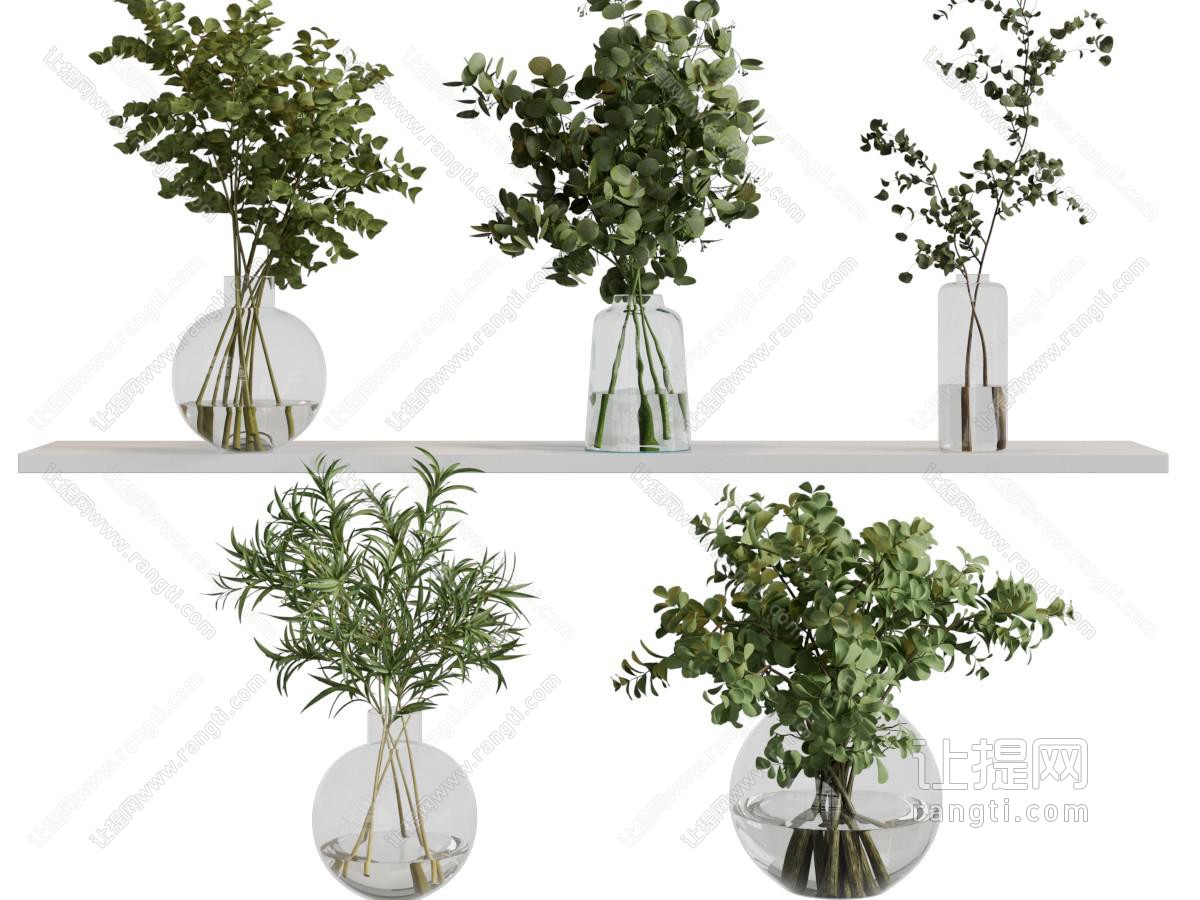 水生植物 水培绿植
