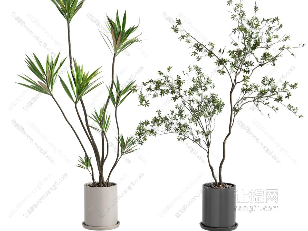 现代盆栽绿植 植物