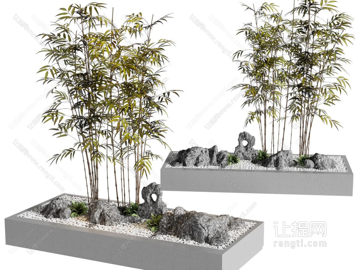 竹子 盆栽