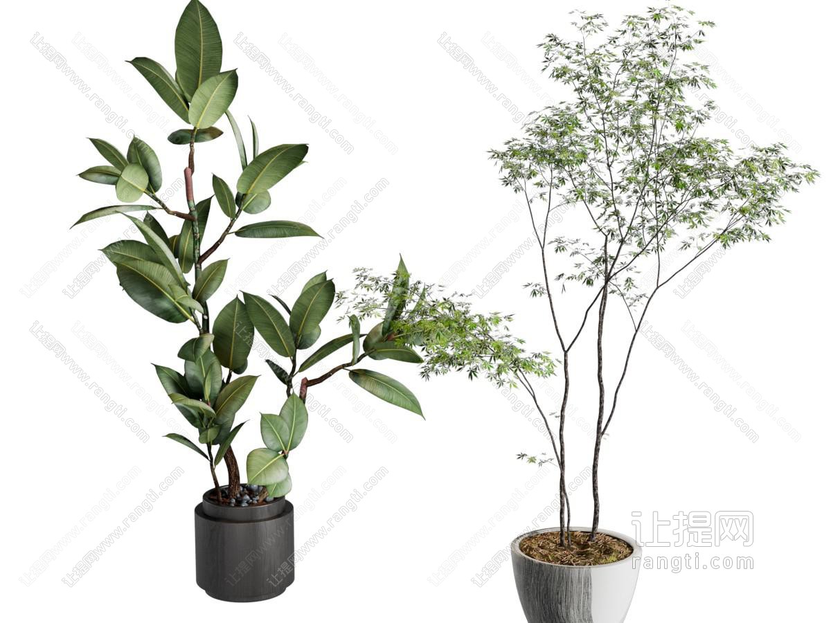 现代绿植盆栽 室内植物