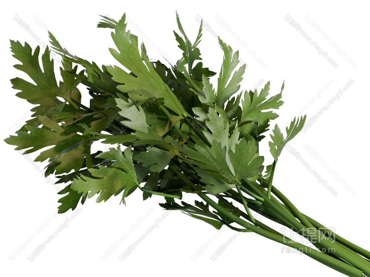 现代芹菜 水果蔬菜