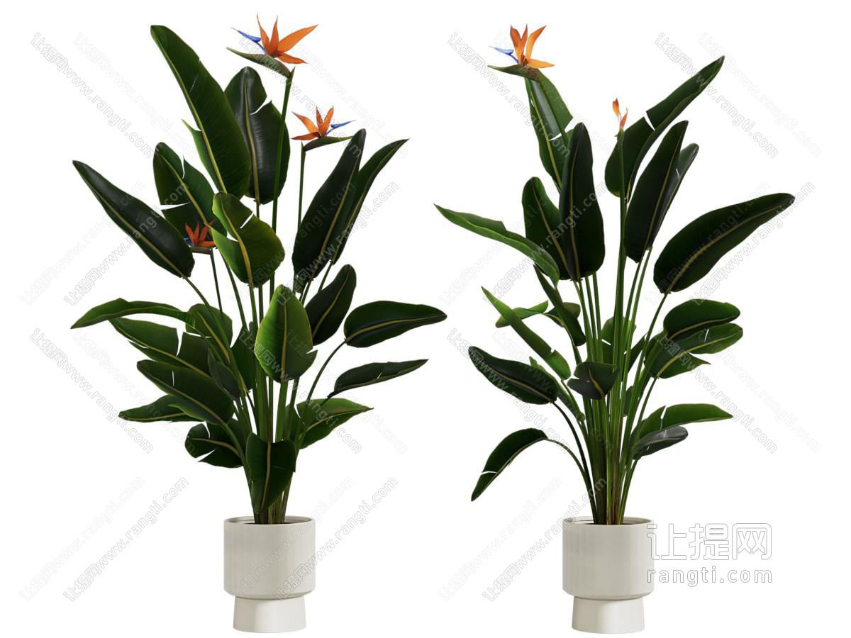 现代植物盆景盆栽