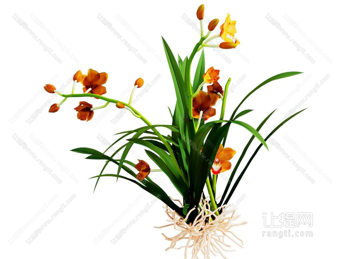 现代水仙花草植物