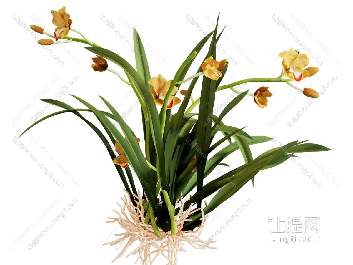 现代水仙花 花草植物