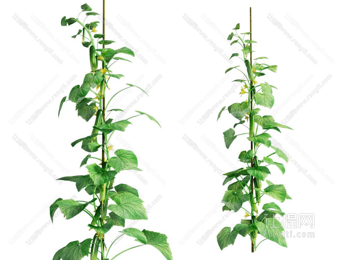 现代藤蔓植物 花草植物