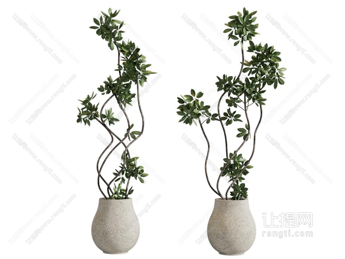 植物盆栽 花盆 绿植