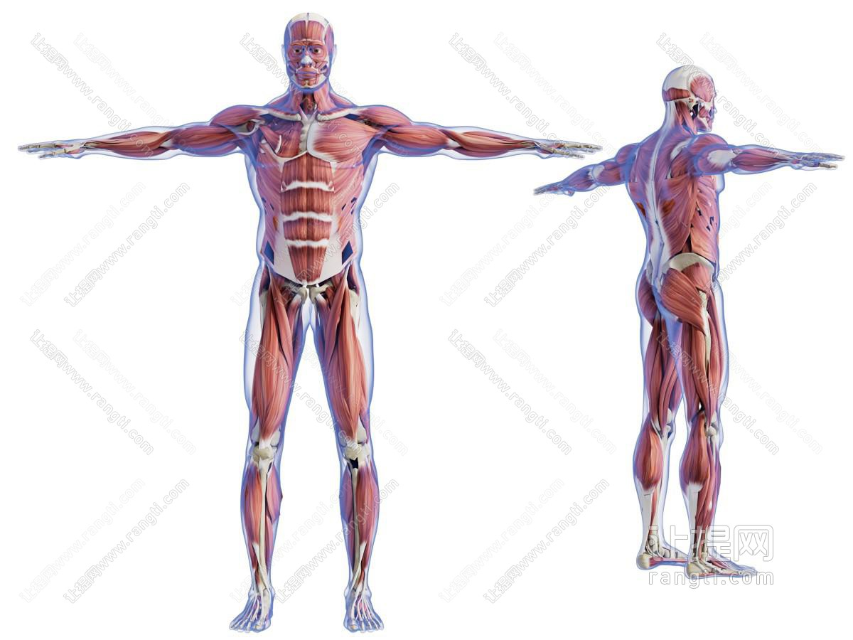 现代人体肌肉组织标本 人体肌肉解剖示意图
