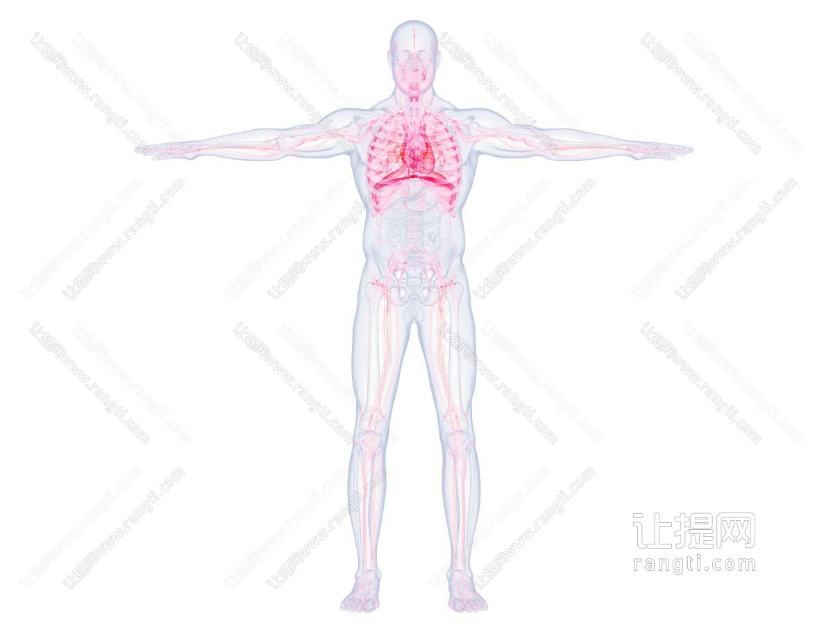 现代人体血液循环系统标本 医疗器械