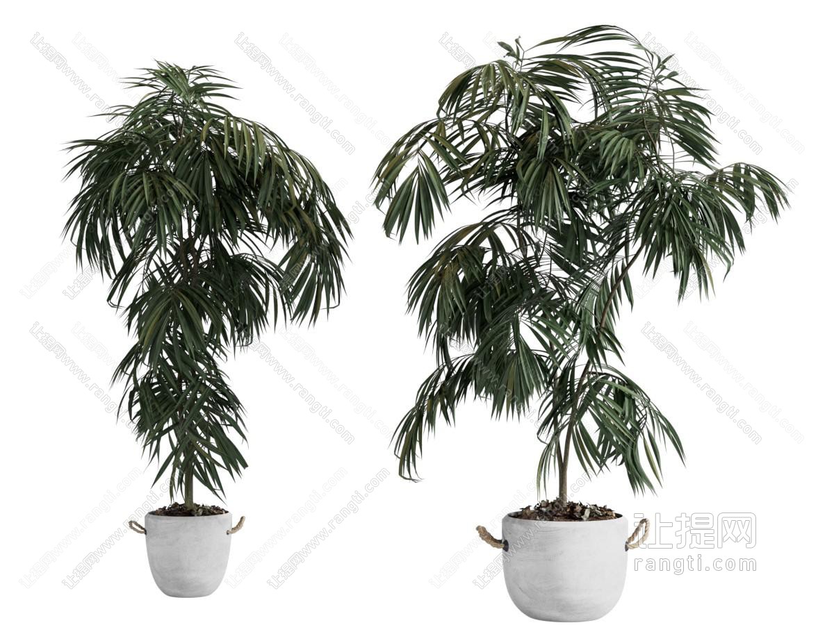 现代植物盆景盆栽