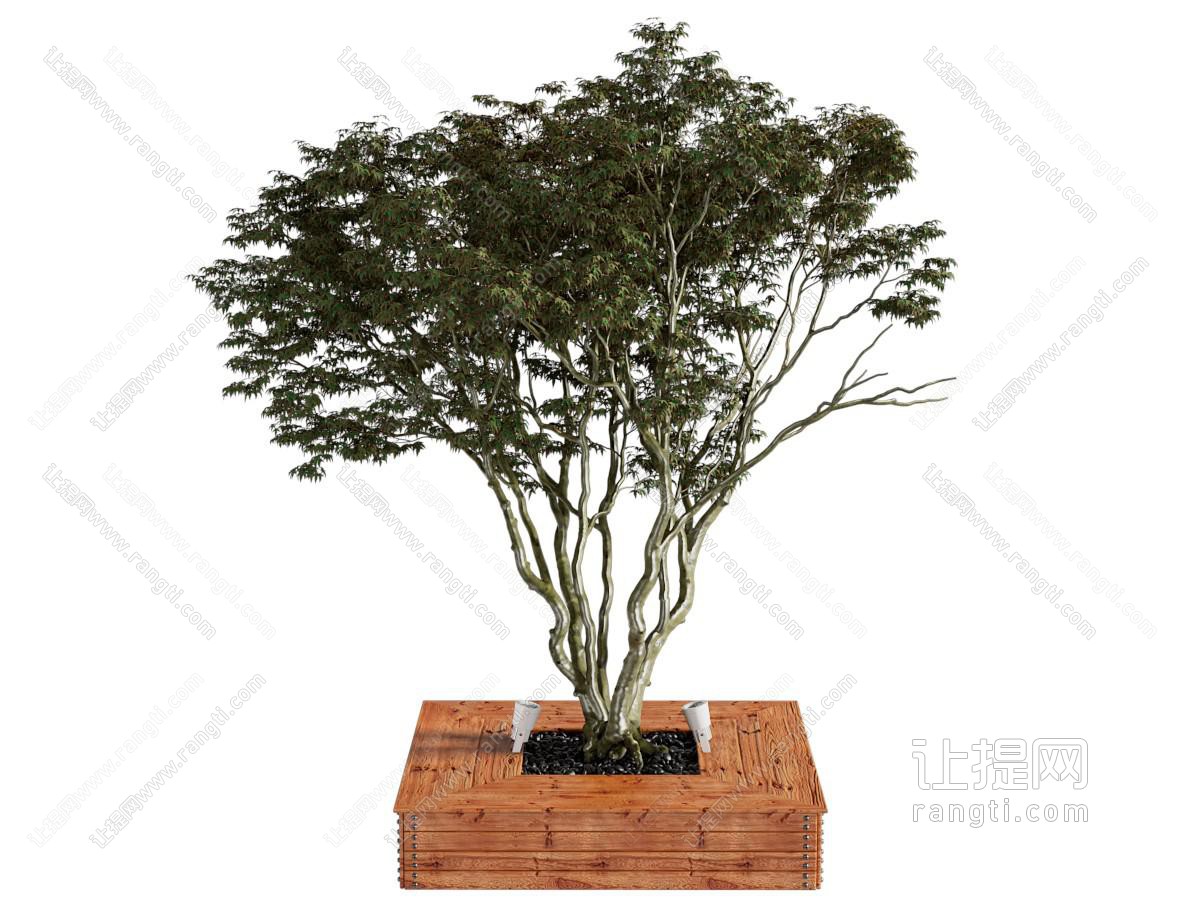 现代植物树 盆景盆栽